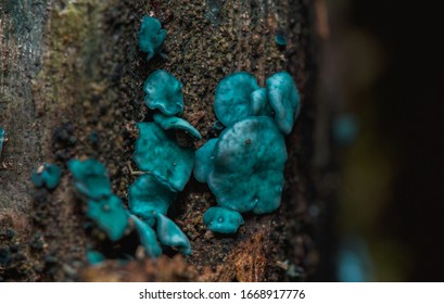 Green Elfcup Fungi Chlorociboria Aeruginascens Aeruginosa Stock Photo ...