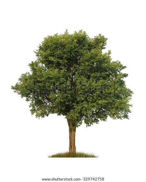 Green Elm Tree Isolated Over White Stock Photo (Edit Now) 329742758