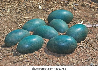 Green Emu Eggs In The Dirt