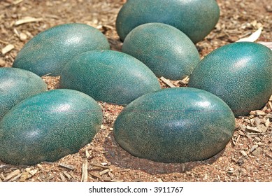 Green Emu Eggs In The Dirt