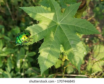 In a green environment a green creature with black dots on a green leaf crawling  in horry during my click at 8:00 am to the east in my native Bellampalli 
On 6 Nov 2K19 