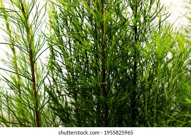 Green Equisetaceae Horsetail Family Plants Group In Middle Focus