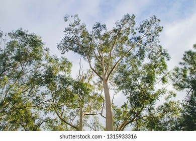 Green Eucalypt Trees Forest 