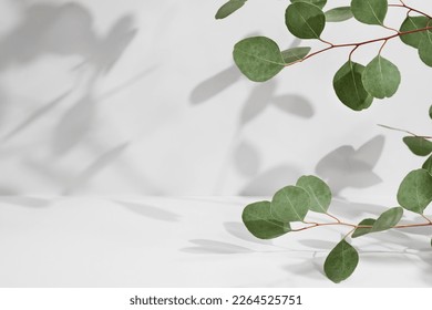 Green eucalyptus branch with beautiful shadows on empty light grey background. Backdrop for product presentation. Beauty cosmetic advertising display mockup. Minimal still life. Front view. - Shutterstock ID 2264525751