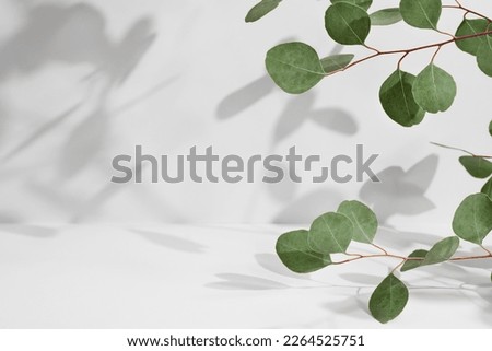 Green eucalyptus branch with beautiful shadows on empty light grey background. Backdrop for product presentation. Beauty cosmetic advertising display mockup. Minimal still life. Front view. Stockfoto © 