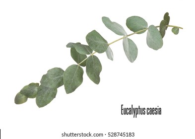 Green Eucalyptus Branch With Name On White Background