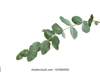 Green Eucalyptus Branch On White Background