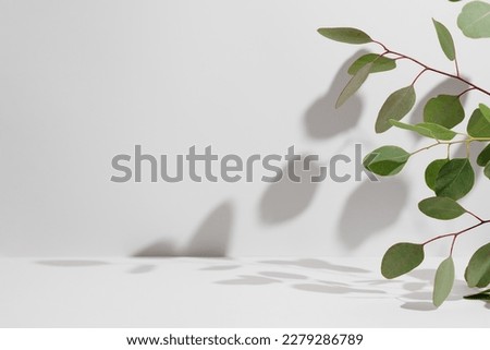 Green eucalyptus branch with shadows on empty light grey background. Backdrop for natural product presentation. Eco beauty cosmetic advertising display mockup. Minimal still life scene. Front view. Foto stock © 