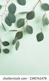 Green Eucalyptus Branches Herbs, Leaves,  Plants Frame Border On Pale Mint  Background Top View. Copy Space. Flat Lay