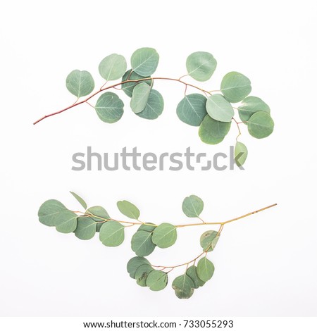 Green eucalyptus branches leaves on white background