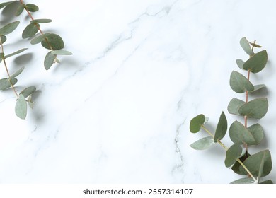 Green eucalyptus branches on marble background - Powered by Shutterstock