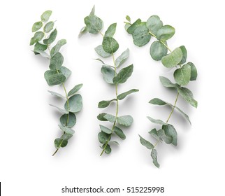 Green Eucalyptus Branches On White Background