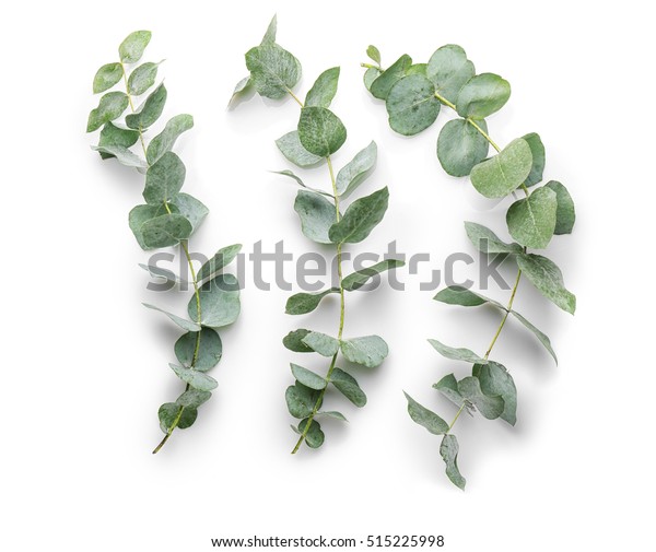 Green Eucalyptus Branches On White Background Stock Photo (Edit Now ...