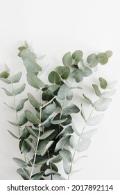 Green Eucalyptus Leaves Bouquet   On A White Background.  Top View. Eucalyptus Branch Poster.Minimal Floral Card