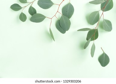 Green Eucalyptus Leaves, Branches Frame Border On Mint Green Pastel Color  Background Top View. Copy Space. Flat Lay