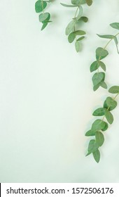 Green Eucalyptus Leaves, Branches Frame On A Pastel Mint Color Background. Flat Lay, Top View. Copy Space