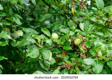 A Green European Crab Apple Tree