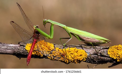Green european mantis, mantis religiosa, feeding on red dragonfly in summer nature. Predator insect hunting on branch. Wild animal in natural environment. - Shutterstock ID 1761256661