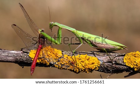 Green european mantis, mantis religiosa, feeding on red dragonfly in summer nature. Predator insect hunting on branch. Wild animal in natural environment.