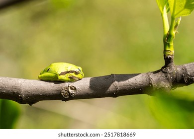 Green European tree frog (Hyla arborea) resting on a tree branch - Powered by Shutterstock