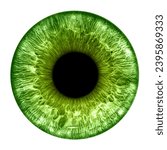 Green eye iris - human eye