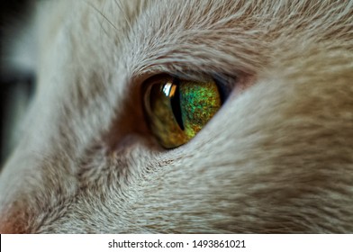 
Green Eye Of A White Cat Macro