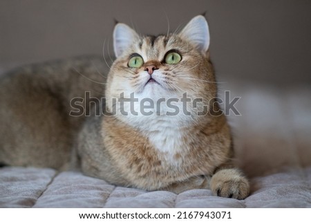 Similar – Image, Stock Photo Cute British shorthair golden cat sitting on wooden surface at home while looking at camera