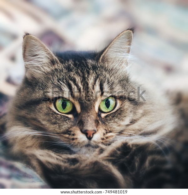 green eyed cat breeds