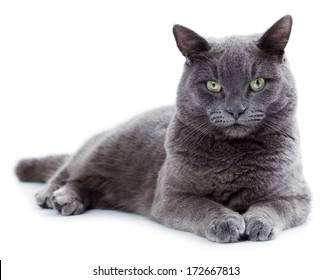 Maltese Cats Images Stock Photos Vectors Shutterstock