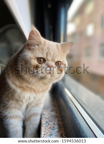 Similar – Image, Stock Photo 800 | cuddlier Animal Pet