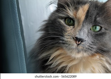 Kitten Portrait Long Haired Cat Green Eyes Images Stock Photos