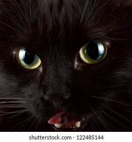 Green eyes of a black cat