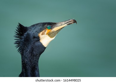 Green eyes, Great cormorant
(Phalacrocorax carbo), known as the great black cormorant throughout the Northern hemisphere,