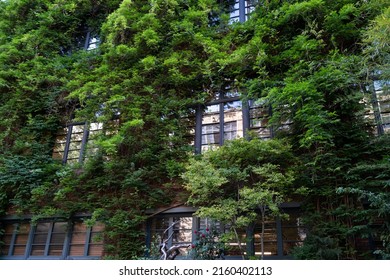 Green facade, eco house concept. Ivy covered building in Tbilisi Georgia. Vine creeper around window on facade house covered wild grape. 