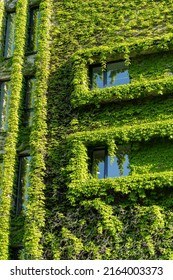 Green Facade, Eco House Concept. Ivy Covered Building In Tbilisi Georgia. Vine Creeper Around Window On Facade House Covered Wild Grape. 