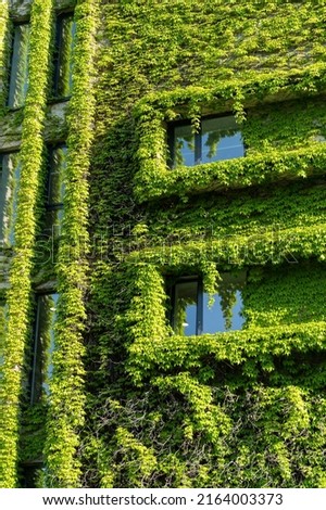 Green facade, eco house concept. Ivy covered building in Tbilisi Georgia. Vine creeper around window on facade house covered wild grape. 