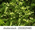 Green False Hellebore (Veratrum viride) wildflower in Elkhorn Mountains, Oregon