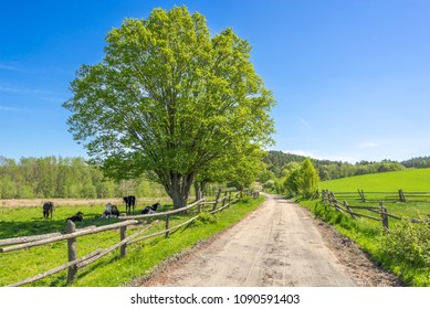 Green farm landscape with field under blue sky in countryside scene with rural road - Shutterstock ID 1090591403