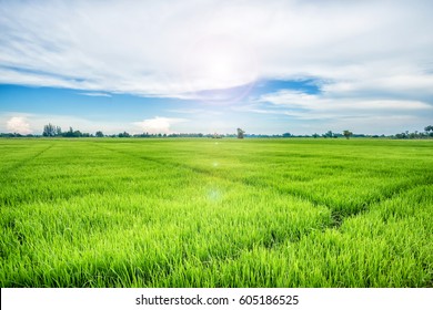 Green Farm With Sun Flare