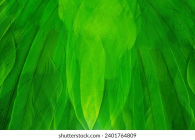 green feather texture pattern for background
