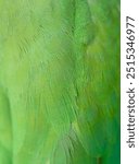 Green feathers on parrot wings(Rose-ringed Parakeet), Close-up photo of green feathers, colorful colored feathers background. Selective focus. 