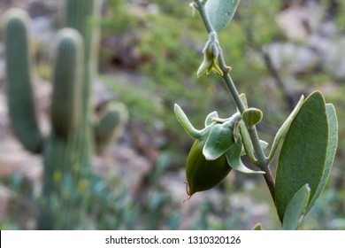 A green female Jojoba, Simmondsia chinensis plant  growing wild in the Sonoran Desert with a Saguaro Cactus, Carnegiea gigantea in the background. Beautiful native flora. Pima County, Tucson, Arizona.