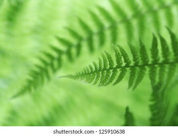 Green Fern Abstract Background