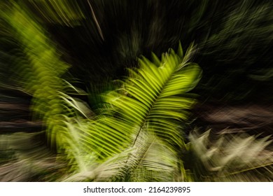 Green fern in the Cambodian jungle  with a blurry zoom effect that gives an impression of immersion and nature's power. 