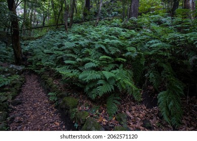 Green Fern Forest In The Island Of La Palma Cubo De La Galga Path