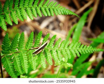 Green Fern Frond with Brown Grasshopper Insect Macro Photography - Powered by Shutterstock