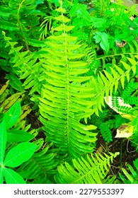 green fern leaf bush in the grove - Shutterstock ID 2279553397