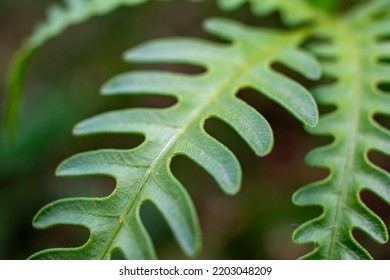 Green Fern Leaf Closeup Image