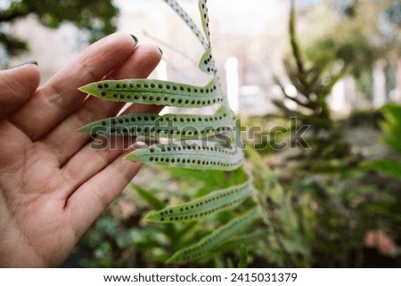 Green fern leaf in a gardener's hand. Natural forest woodbackground. Ecology, environment care. Bumps pores on fern leaves. Bumpy immature sporangia. 
