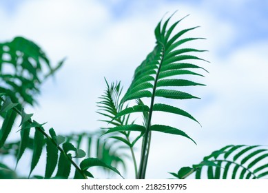 Green Fern Leaf, Macro Photography, Banner, Fern Flower, Symmetry Nature, Botany